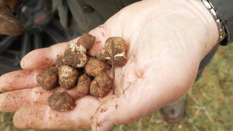 Foraging and Finding Oregon Truffles with a Truffle Dog Foraging and Finding Oregon Truffles with a Truffle Dog