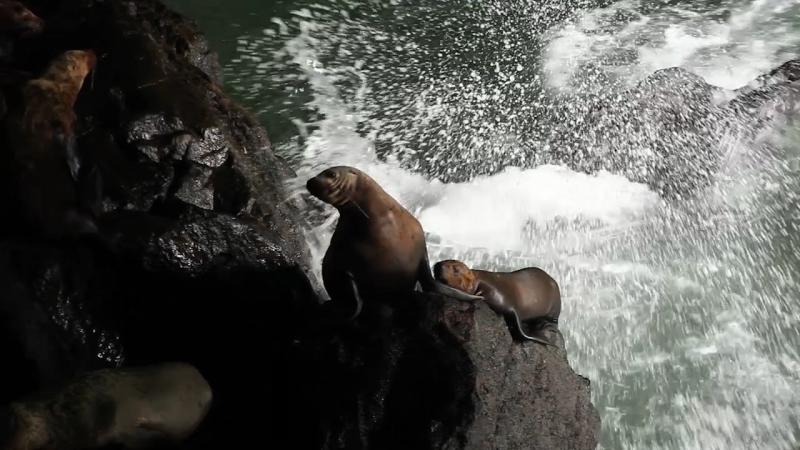 Sea Lions at the Sea Lion Cave in Florence Sea Lions at the Sea Lion Cave in Florence