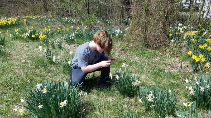 Photographers of all skill levels enjoy a visit the daffodil gardens.