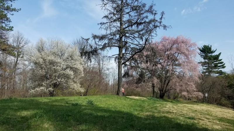 Daffodils aren't the only beautiful blossoms you'll discover on a visit to the Daffodil Gardens at Link Observatory.