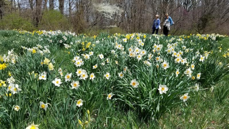 Daffodil Gardens Stroll