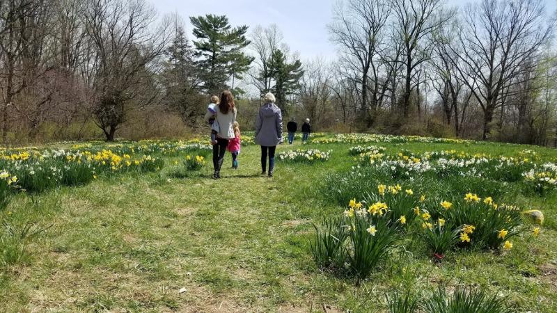 Visitors are asked to stay on the mowed pathways once inside the daffodil garden area.