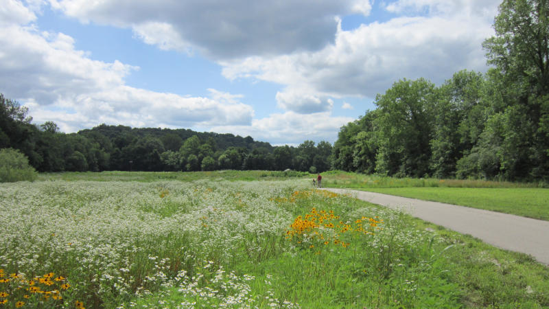 Wildflowers abound in the prairie areas of Burkart Creek Park near Paragon.