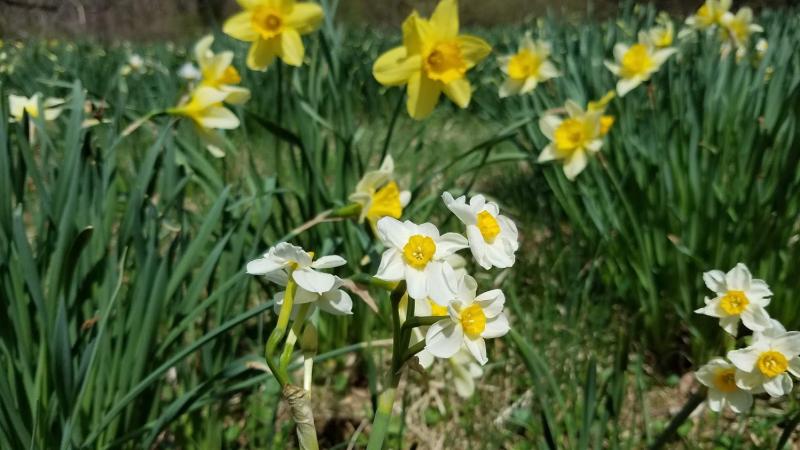 Daffodils come in several colors... and multiple sizes!