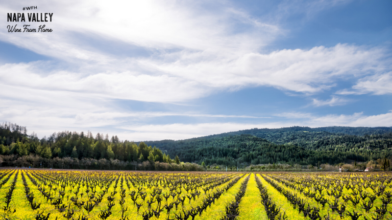 Mustard Vineyards Zoom Background