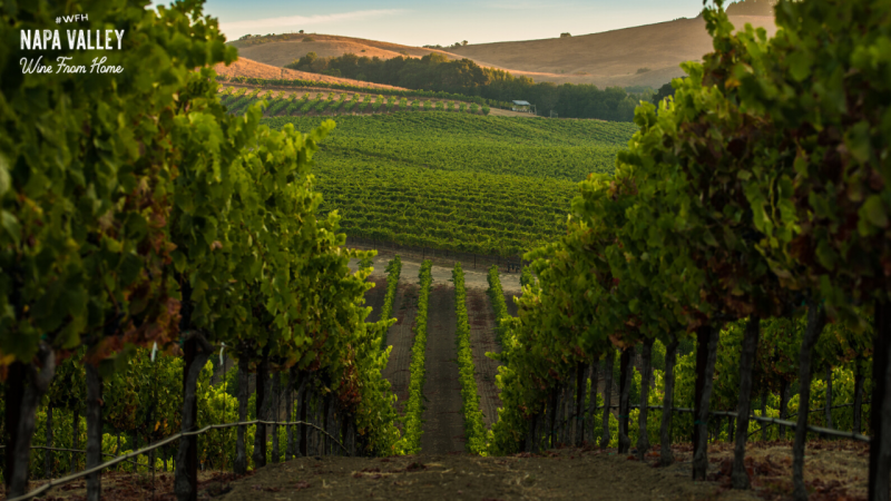 Vineyard Rows Zoom Background