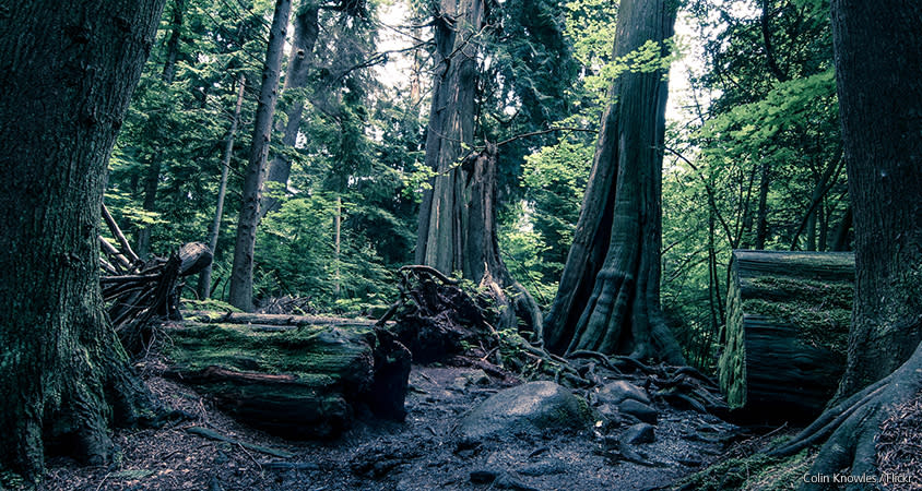 Stanley Park Forest