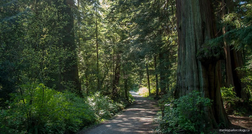 Stanley Park Trails