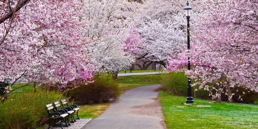 Newark Cherry Blossoms at Branch Brook Park