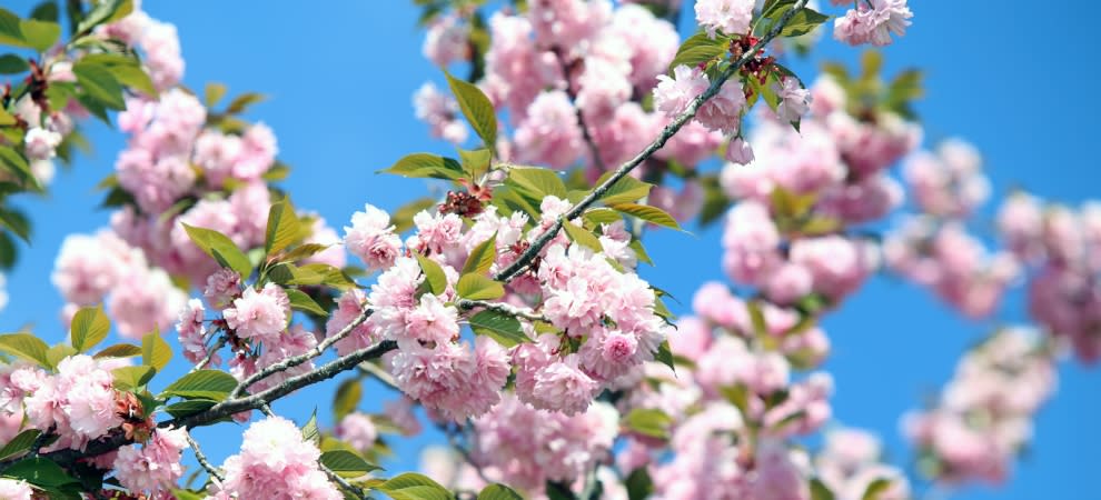 Cherry Blossoms