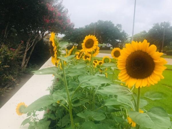 Sunflowers along a sidewalk