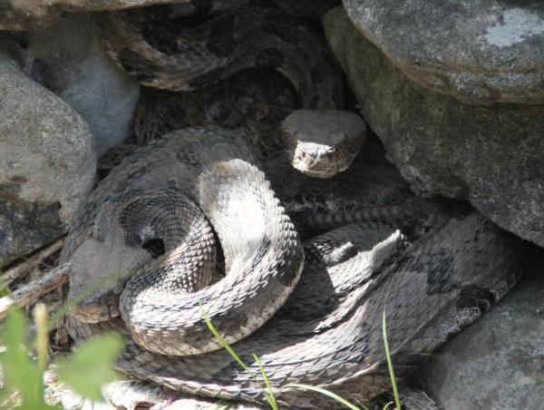 Kansas Timber Rattle Snake 3