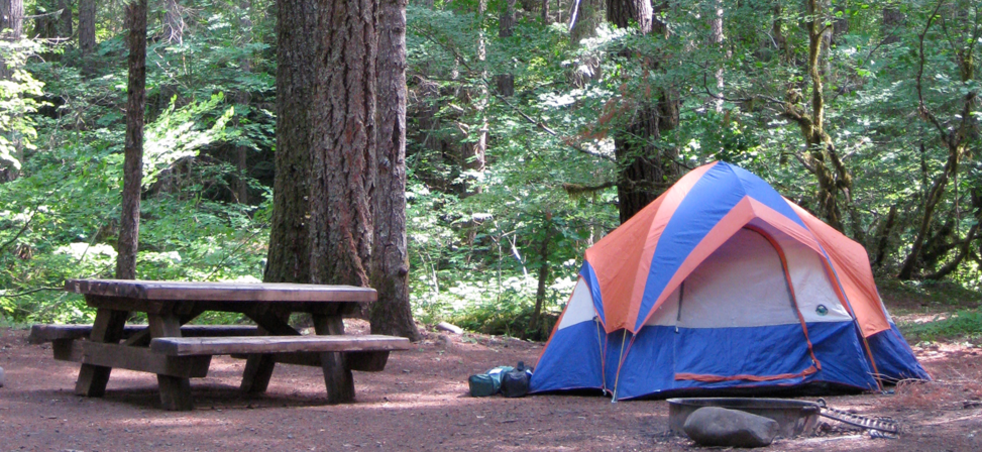 Rv Parks Campgrounds Eugene Cascades Oregon Coast Camping At Delta Old Growth Campground