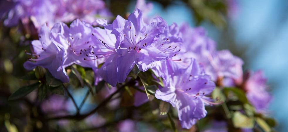 Florence Rhododendron Festival Eugene Cascades Oregon Coast