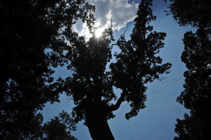 David Poplar tree UNC campus Chapel Hill