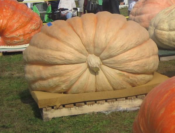 Giant Pumpkin Weigh Off
