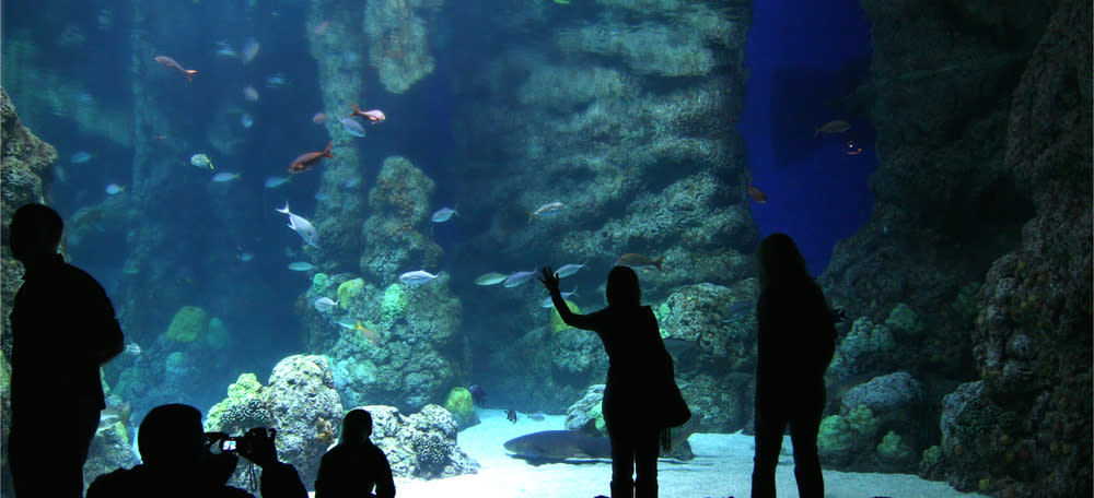 People looking at fish at the Downtown Aquarium Denver