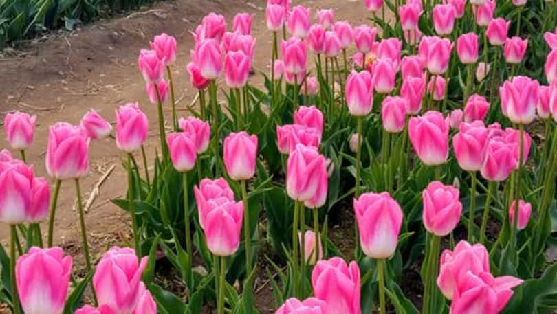 wicked tulips flower farm exeter ri 02822 wicked tulips flower farm exeter ri