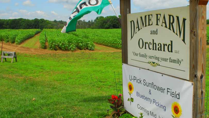 Dame Farm and Orchard