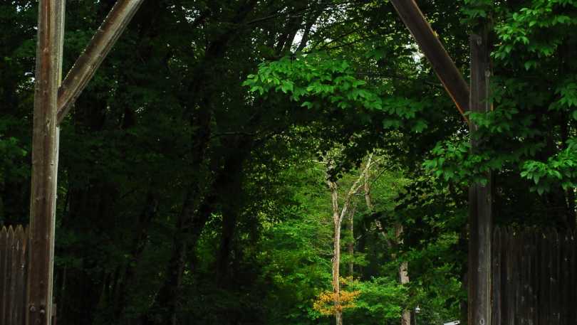 Holly Tree Campground