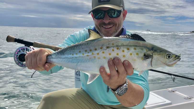 Spanish Mackerel on the Fly