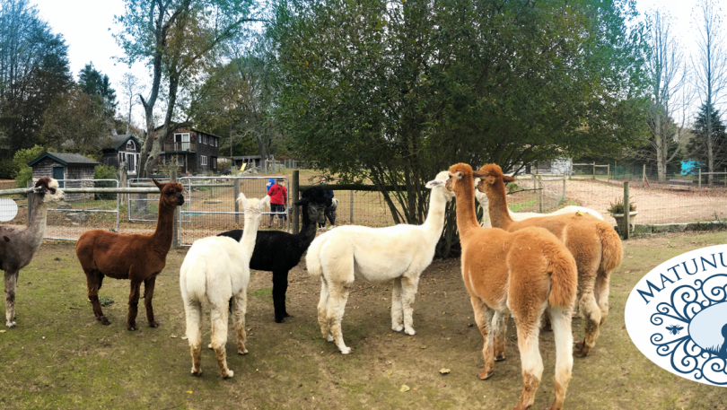 matunuck alpaca
