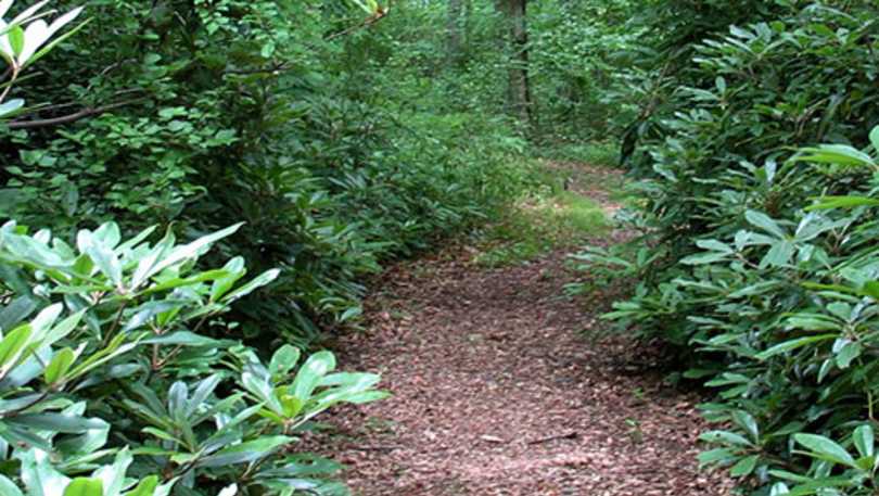 Oakland Forest