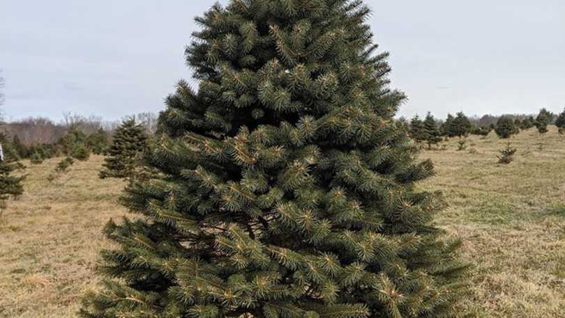 tree