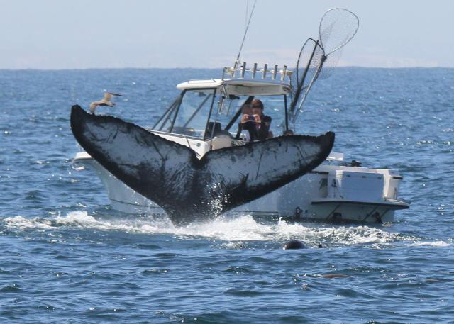 Surprise! Humpback Whale diving - Monterey CA 2014