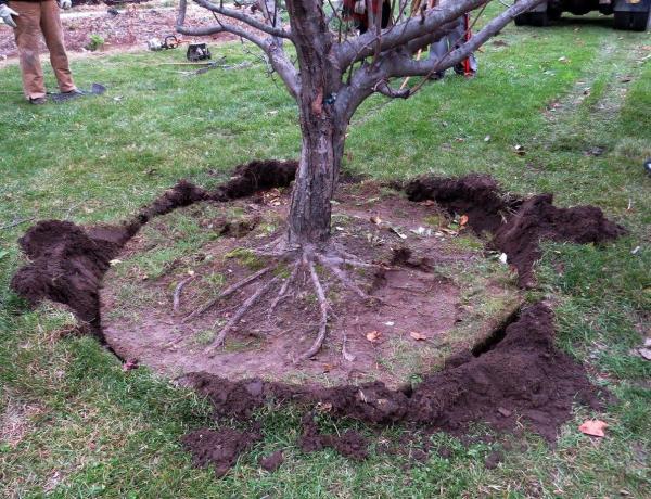 Rambo Apple Tree settled in