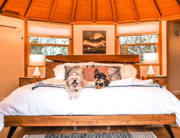 Amy Maples, two dogs on a bed