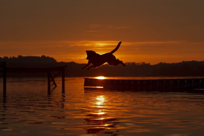 Dog Jumping in Lake During Sunset at Codorus State Park in York, PA