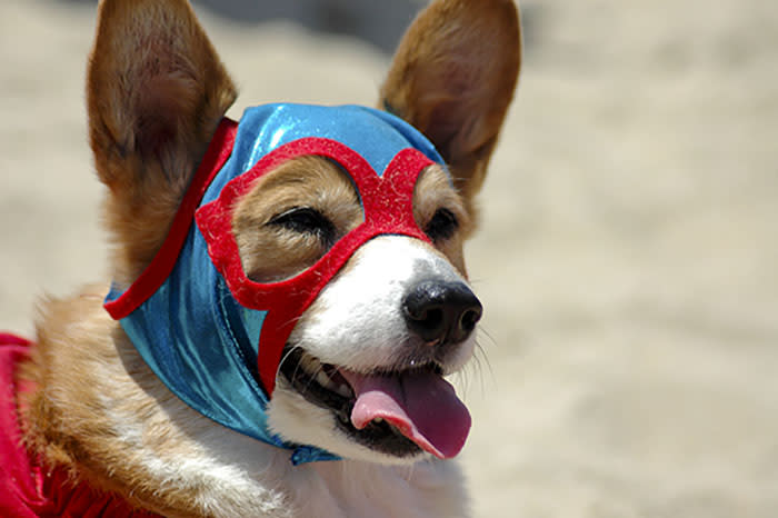 So Cal Corgi Beach Day, corgi in superhero costume