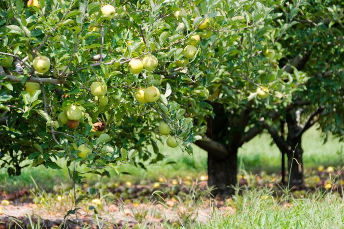 Fall Foodie blog - Scott's Orchard