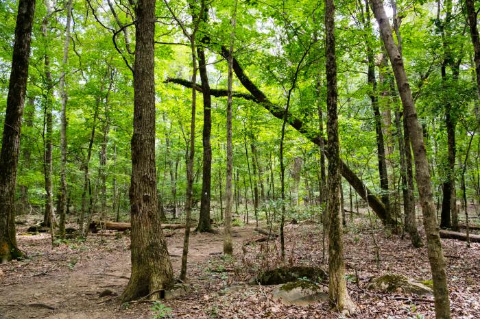 iHeartHSV-Blevins-Gap-5