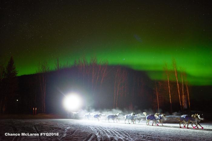 dog mushing aurora yukon quest sled dog