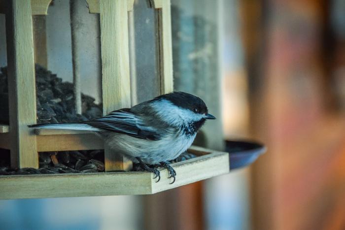 close-up of a chickadee at a bird feeder