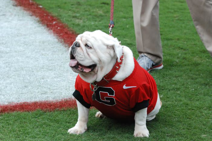 A bulldog at Sanford Stadium wearing a University of Georgia shirt
