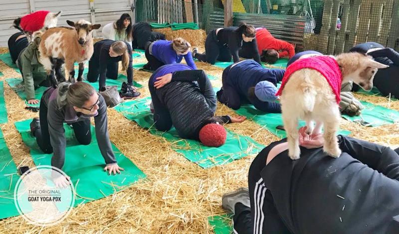 The Original Goat Yoga