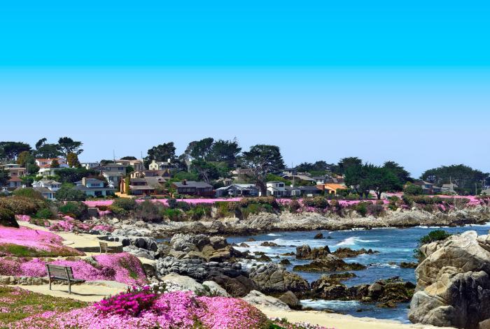 Purple Carpet  and rocks along the shore in Pacific Grove, CA