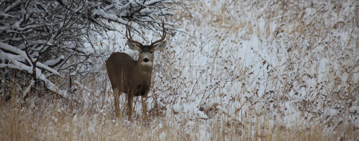 A buck grazes in Steamboat Springs area in the fall.