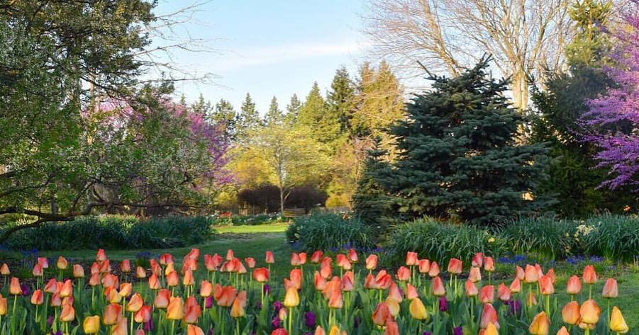 Foster Park Tulips