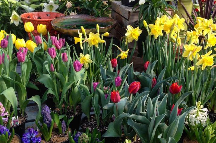 Greenstreet Gardens Alexandria Va 22302