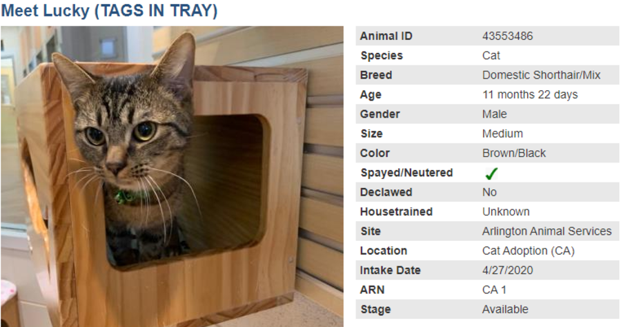 cat 1 adoption blog