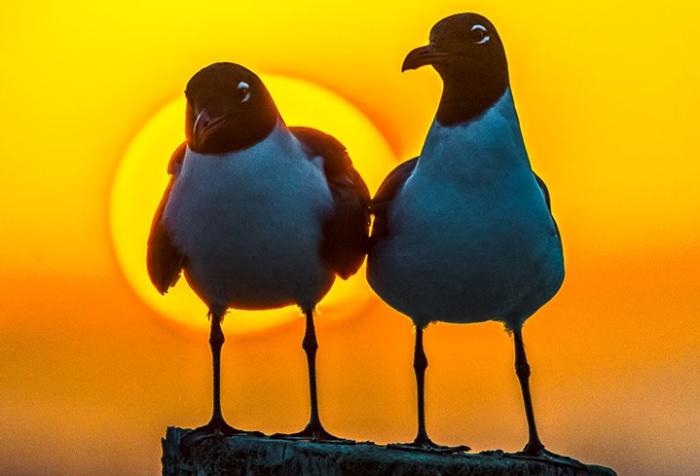Seagulls in Galveston