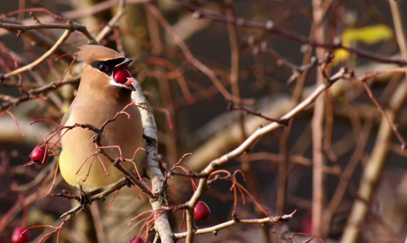 Waxwing bird with berry by Quentin Furrow Waxwing bird with berry by Quentin Furrow