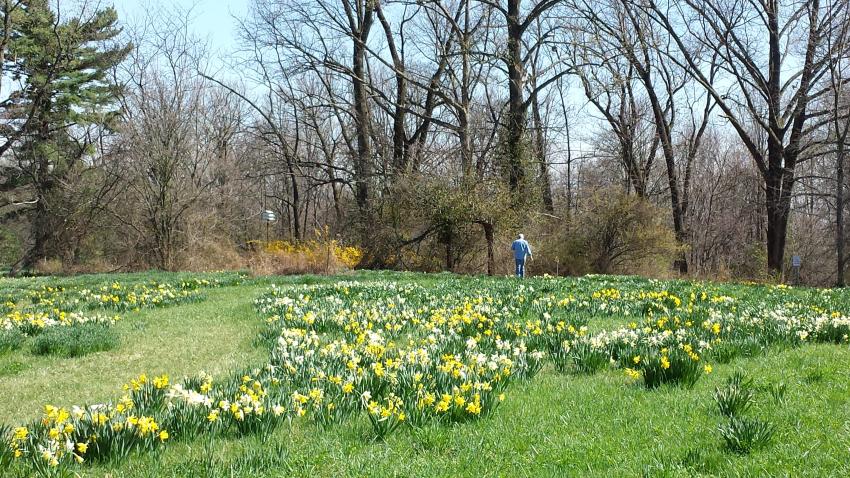 Daffodil field at Link Observatory