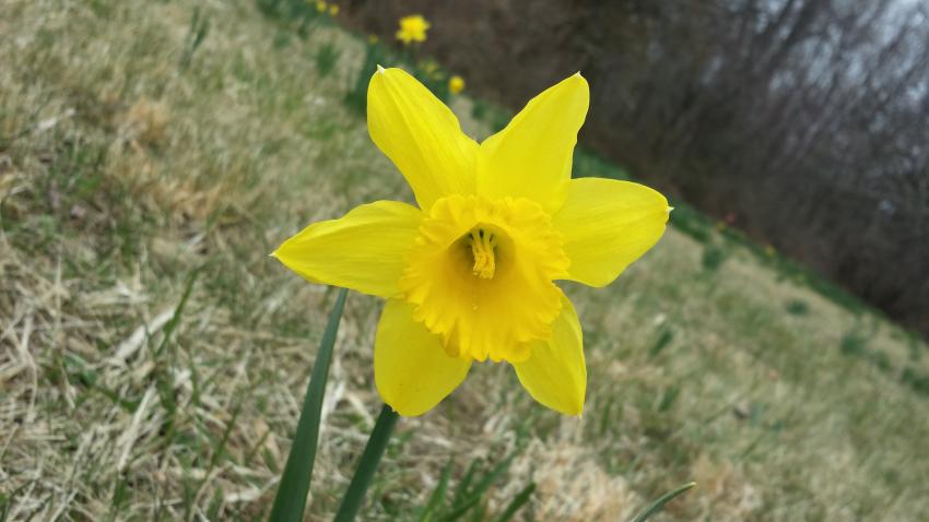 Single Daffodil bloom at Link Observatory