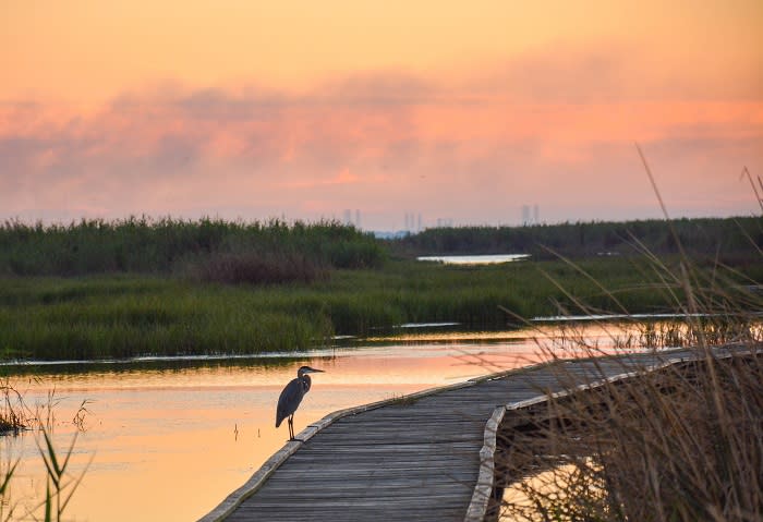 A crane on the boardwalk at Gambusia Nature Trail in Port Arthur, TX