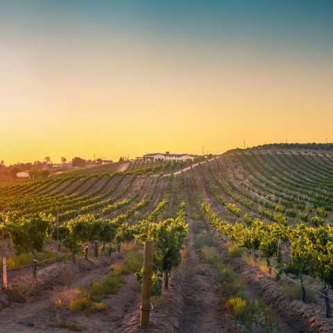 Avensole Winery